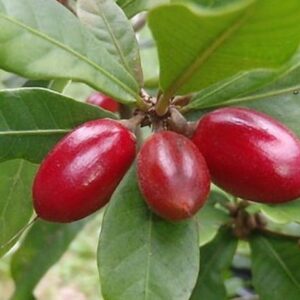 Bán Trái Cây Thần Kỳ Tại TPHCM Miracle Fruit